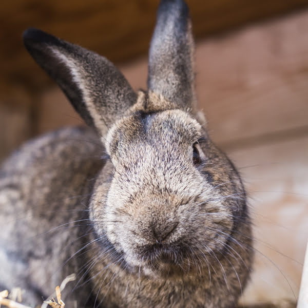 Majký